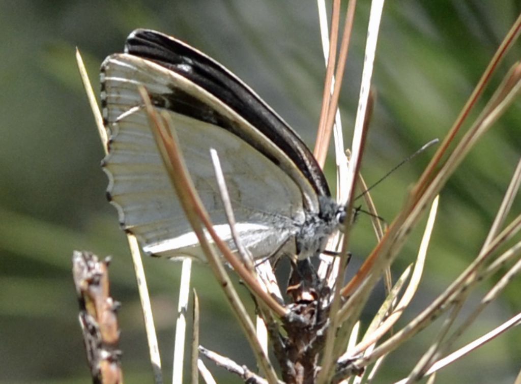 Melanargia galathea f. leucomelas